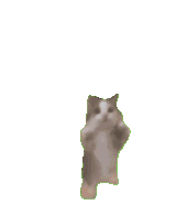 happi-happi-cat