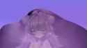 Muyu_Sex_Cow[sound=files.catbox.moe%2Fr18kpl.ogg]_thumb.jpg