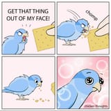 bird1712483647433054