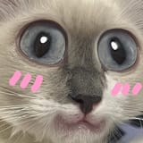 john neko