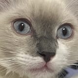 1742966394678178