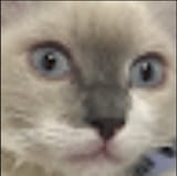 fucking cat