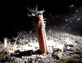 gigi worm