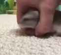 ham hand_thumb.jpg