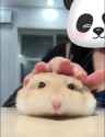 ham rub_thumb.jpg
