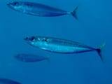saba