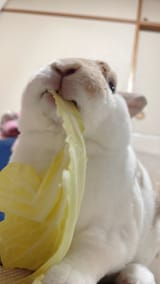 mmm gabbage