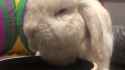 eepy lady eating[sound=files.catbox.moe%2Foe8dug.mp3]_thumb.jpg