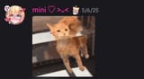 mini iuh