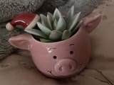 Percy Pig