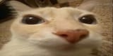 gato