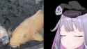 koiboo_thumb.jpg