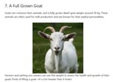 30kg goat