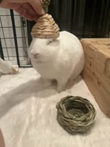 brnwshdbn
