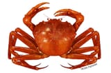 640x427-Crab_Atlantic_Deep_Sea_Red_NB_W