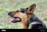 close-up-of-dog-head-profile-2B7M31Y