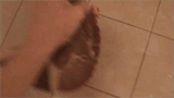 meat