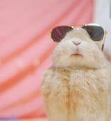 rab2kool