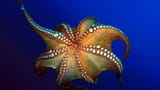 octopus-work