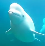 whale