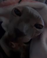 1747693086954254