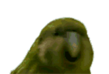 paggot[sound=files.catbox.moe%2Fut55sd.mp3]