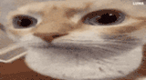 SchizoUuh