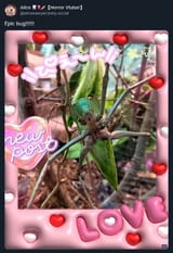 Some kind of katydid