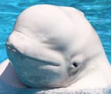 whaled