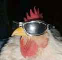 cock