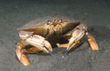 StateCrustaceanCrab2-min