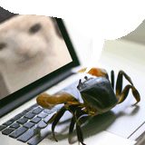 chew