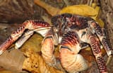 CoconutCrab