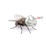 flychamp