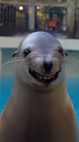 smilesweetysadisticsealion