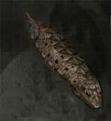 tsuchinoko