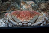 crab butt