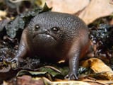 breviceps fuscus