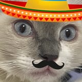 cat spic