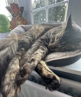 Dya cat