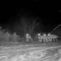 coyotes[sound=files.catbox.moe%2Fb7qmns.mp3]_thumb.jpg