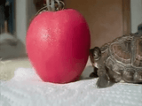 turtle-bite