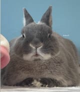 nicely loafed