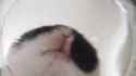 1746050749677589_thumb.jpg