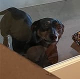 windowDAD