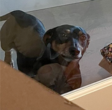 DAD judges you