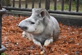 american tapir GiW9_eeacAA59cV