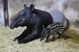 nanaha and baby GtCvVgEaIAA32bY