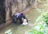 gorillas