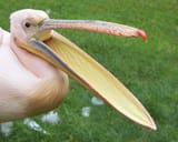 pelican-5779587_960_720